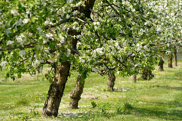 Apple trees in blossom stock photo