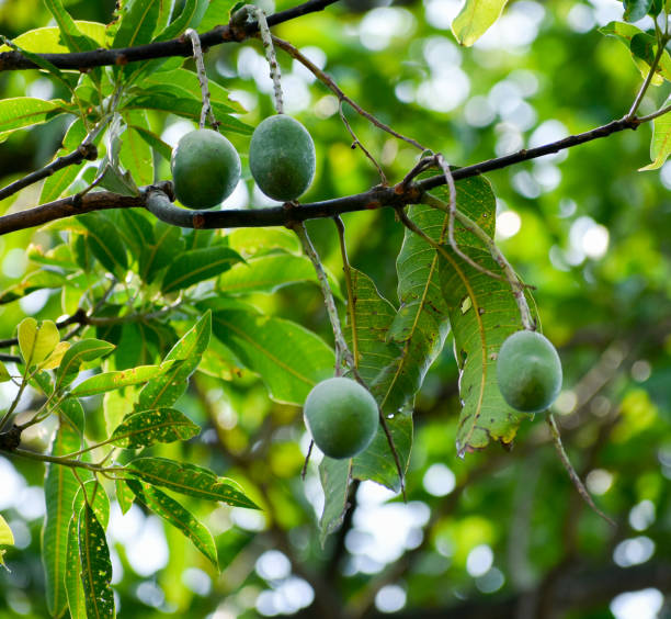 Шаг 5. Отделите мякоть от кожуры