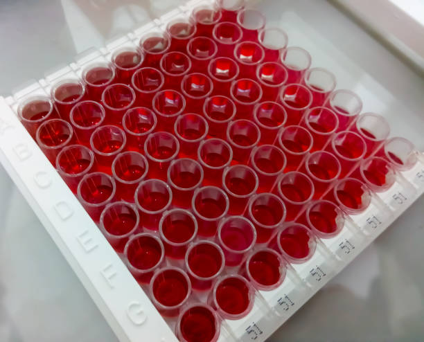 istock Enzyme-linked immunosorbent assay (ELISA) plate, Immunology or serology testing method in medical laboratory 1345760397