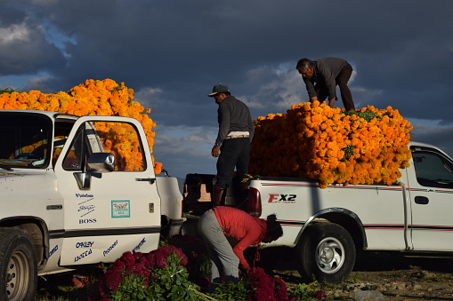 Atlixco, Puebla, Mexico - October 27, 2016: 
 Mexican farmers harvesting yellow and purple marigolds and loading them onto two trucks on a cloudy day