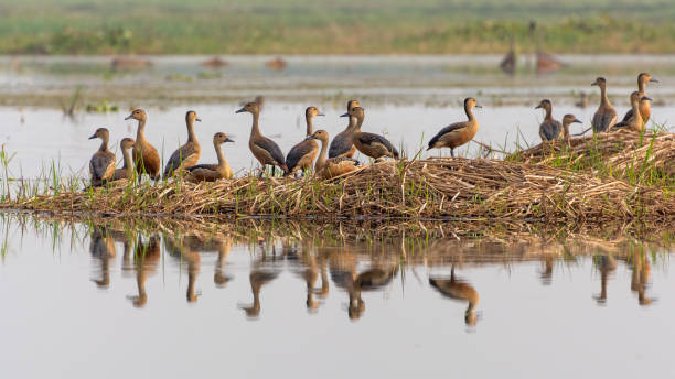 Lesser whistling duck (Dendrocygna javanica) A group of Lesser whistling duck (Dendrocygna javanica) sitting in an island at Chupi Char, Purbasthali, Bardhaman, West Bengal, India anseriformes photos stock pictures, royalty-free photos & images