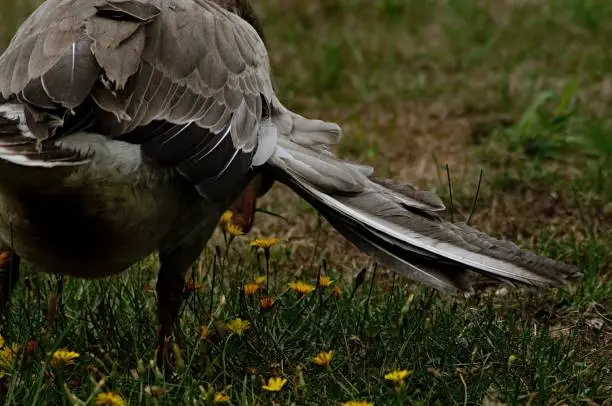 Photo of A rear close up view of a domestic goose suffering from the condition know as 