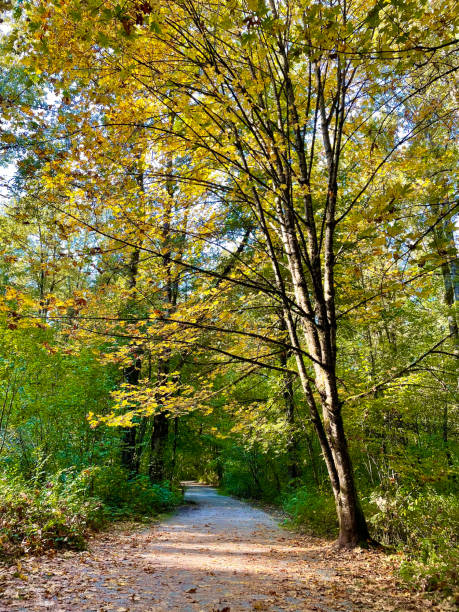 istock Maple tree with yellow atumn leaves and a walking path 1345762625