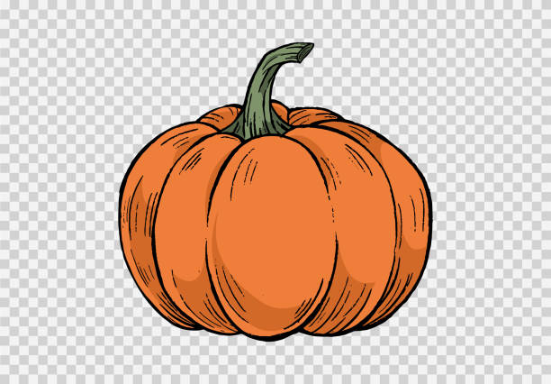 тыква ручной рисовать кистью стиль краски изолированный на png или прозрачная текстура, фон вечеринки хэллоуина, шаблон элемента для плакат� - gourd family stock illustrations