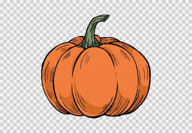 Vector illustration of Pumpkin hand draw brush paint style isolated on jpg or transparent texture,Halloween party background ,element template for poster,online,vector illustration