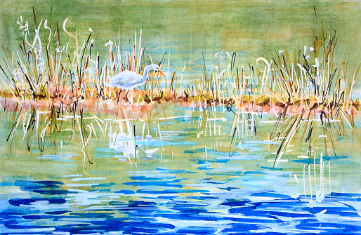 An Australian Intermediate Egret Stalking through grasses in muddy wetlands. Nearby tall trees are painted as reflections only. Original watercolor, gouache, pen and ink painting by Judi Parkinson