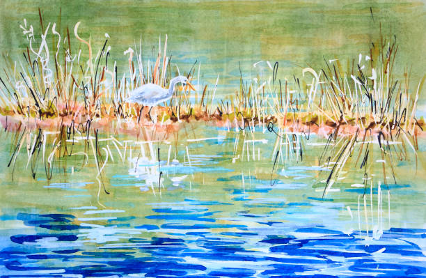 Australian Egret Stalking in a Muddy Marsh Mixed Media Painting An Australian Intermediate Egret Stalking through grasses in muddy wetlands. Nearby tall trees are painted as reflections only. Original watercolor, gouache, pen and ink painting by Judi Parkinson marsh illustrations stock illustrations