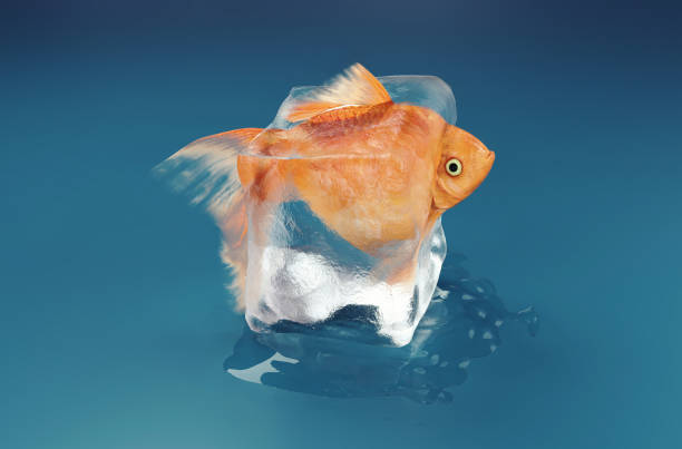 istock Golden fish inside an ice cube . Mindset and patience concept . This is a 3d render illustration. 1345766434