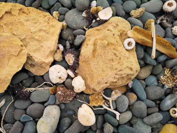 istock Dead sea urchin shells on black stones 1345767321