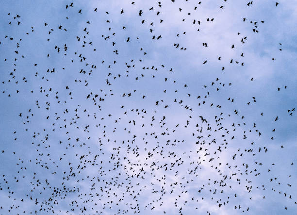 istock Murmuration of birds flying across evening sky 1345768255
