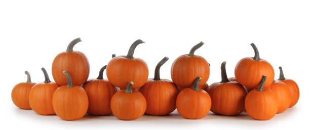 istock Pumpkins in a row isolated on white 1345769067