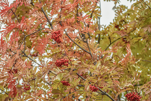 The berries of this mountain ash are abundant. Many animals and birds will enjoy them through the upcoming winter days