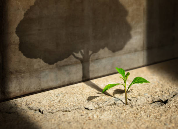 inicio, piense en grande, recuperación y desafío en la vida o concepto de negocio.símbolo de crisis económica.nuevo brote verde crecimiento de plantas en concreto agrietado y sombreado de una gran sombra de árbol en el muro de concreto - esperar fotografías e imágenes de stock