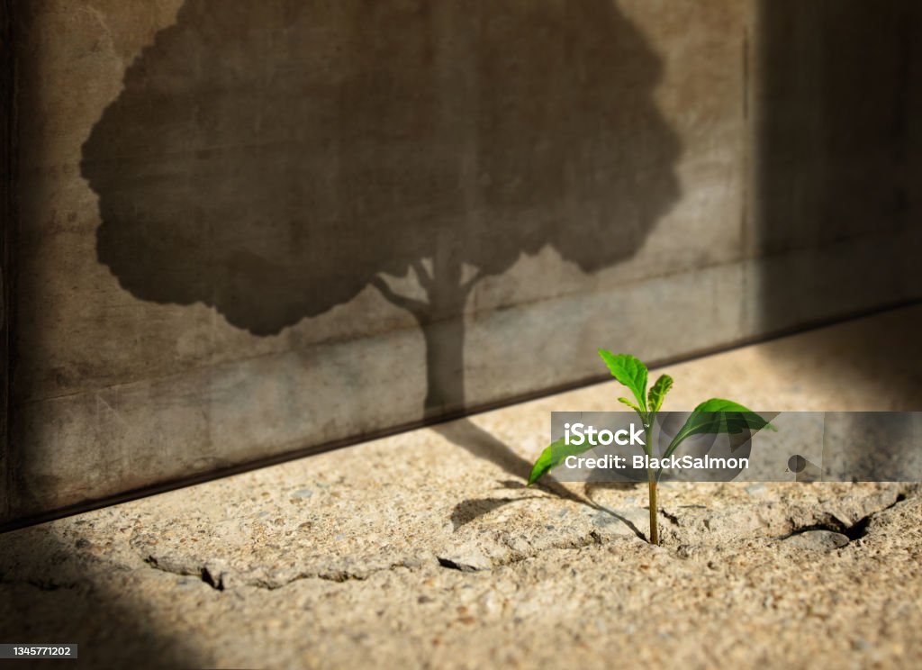 Start, Think Big, Recovery and Challenge in Life or Business Concept.Economic Crisis Symbol.New Green Sprout Plant Growth in Cracked Concrete and Shading a Big Tree Shadow on the Concrete Wall Cracked Stock Photo