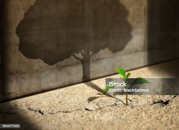 Start Think Big Recovery And Challenge In Life Or Business Concepteconomic Crisis Symbolnew Green Sprout Plant Growth In Cracked Concrete And Shading A Big Tree Shadow On The Concrete Wall Stock Photo - Download Image Now