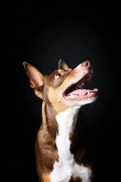 portrait of podenco dog on black background