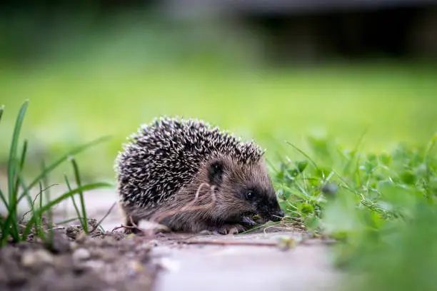 little cute hedgehog in the garden in the green grass