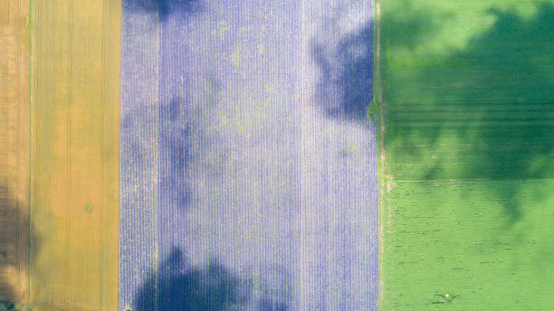 istock Top down view of fields with various types of agriculture. Beautiful lavender fields. 1345776573