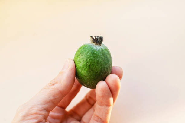 fruta fresca de feijoa verde o acca sellowiana en la mano. - feijoas ripe fruit iodine fotografías e imágenes de stock