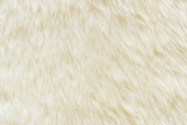 istock background and textured of real white cream wool sheep 1345777197