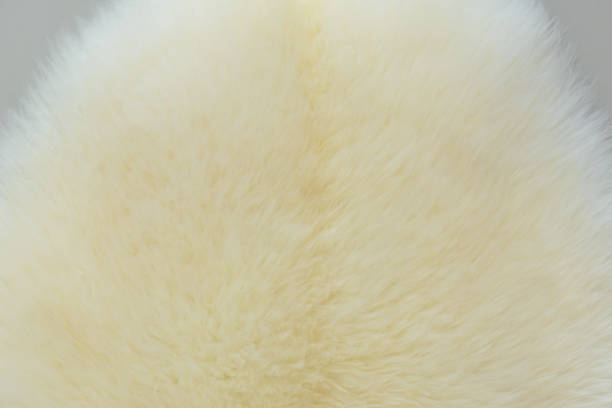 istock background and textured of real white cream wool sheep 1345777262
