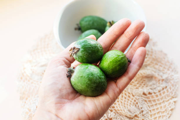 świeży zielony owoc feijoa lub acca sellowiana w ręku. - feijoas ripe fruit iodine zdjęcia i obrazy z banku zdjęć