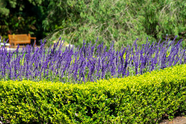 garten aus blühender blau-violetter salvia (salvia farinacea) mit einer grenzhecke - wildflower botanical garden botany flower stock-fotos und bilder