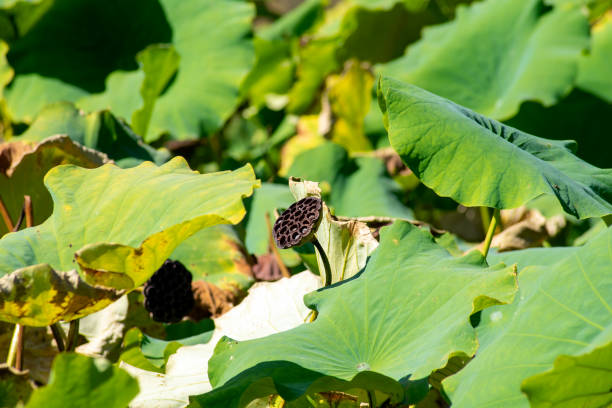 scena jesienna, widok na staw lotosowy (nelumbo nucifera) - lotus root lotus flower tranquil scene zdjęcia i obrazy z banku zdjęć