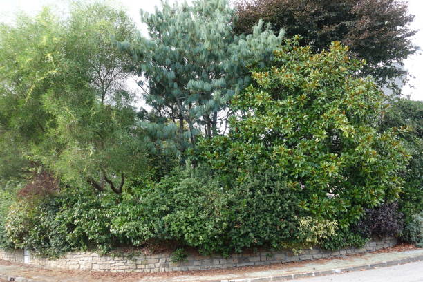 istock Garden fence with small stone wall bordered by trees and various plants   Green vegetation 1345778507