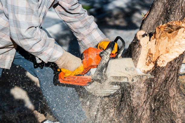 istock A lumberjack is sawing a tree with a chainsaw 1345779499