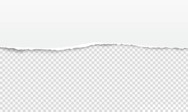 ripped paper edge, white torn page strip. realistic horizontal ragged notebook sheet, tattered papers edge on transparent vector background - kağıt stock illustrations