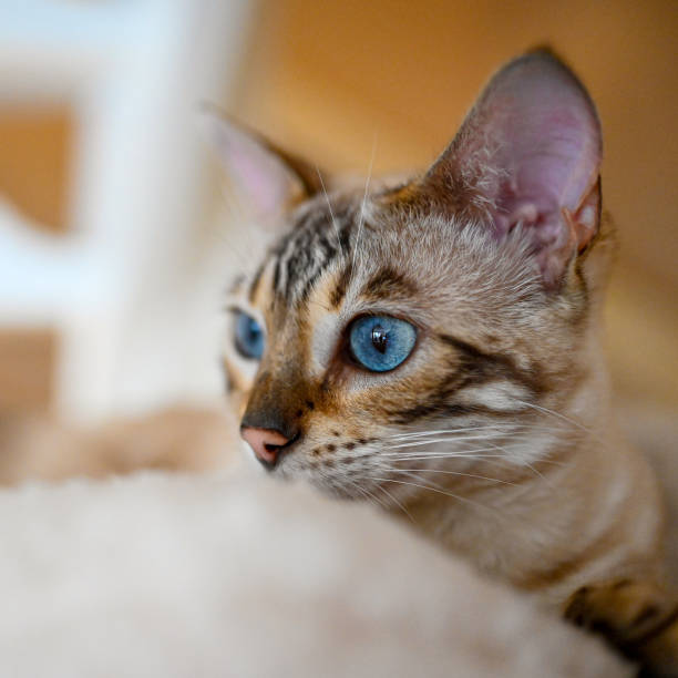 istock domestic bengal cat in close up indoors 1345780767