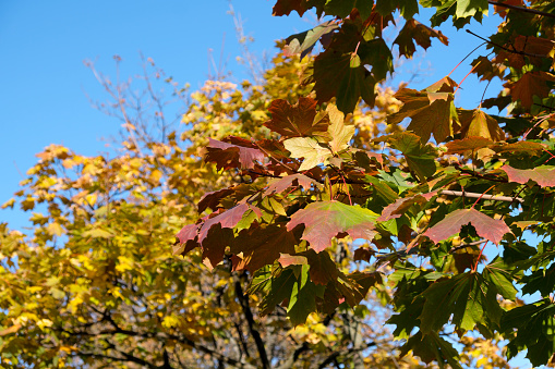 Beautiful yellow and red leaves on a tree against the blue sky on an autumn warm sunny day