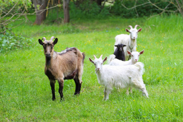 istock A goat with goats in a meadow. 1345786392