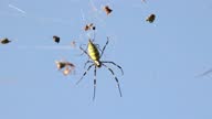 istock Nephila spider (joro) 1345786413