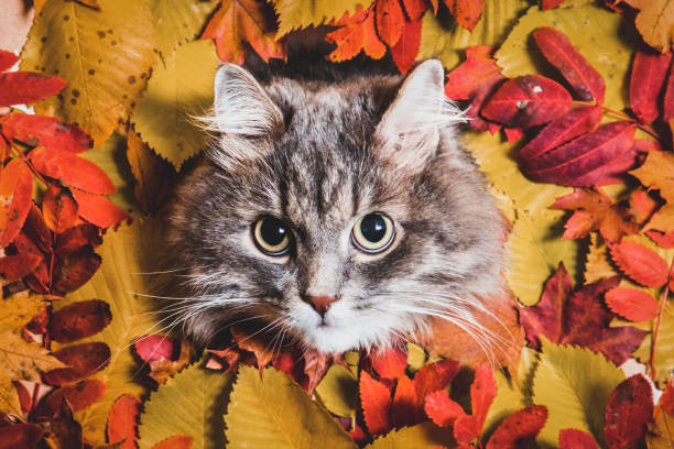 istock Fluffy grey cat on autumn background 1345787362