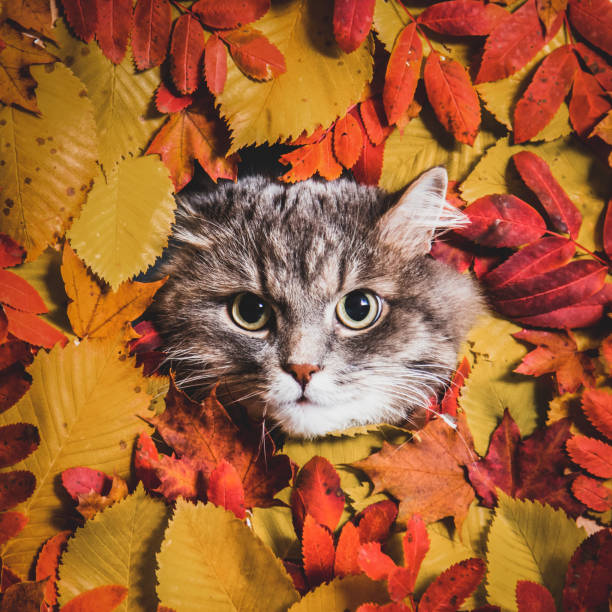 istock Fluffy grey cat on autumn background 1345787368