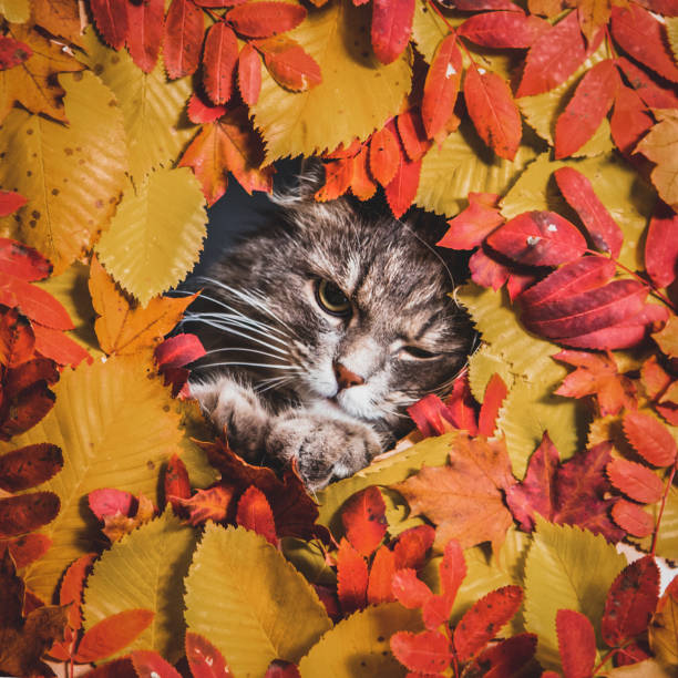 istock Fluffy grey cat on autumn background 1345787372