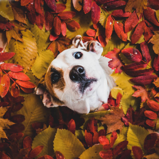 istock Jack Russell on an autumn background 1345787381
