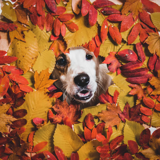 istock Jack Russell on an autumn background 1345787394