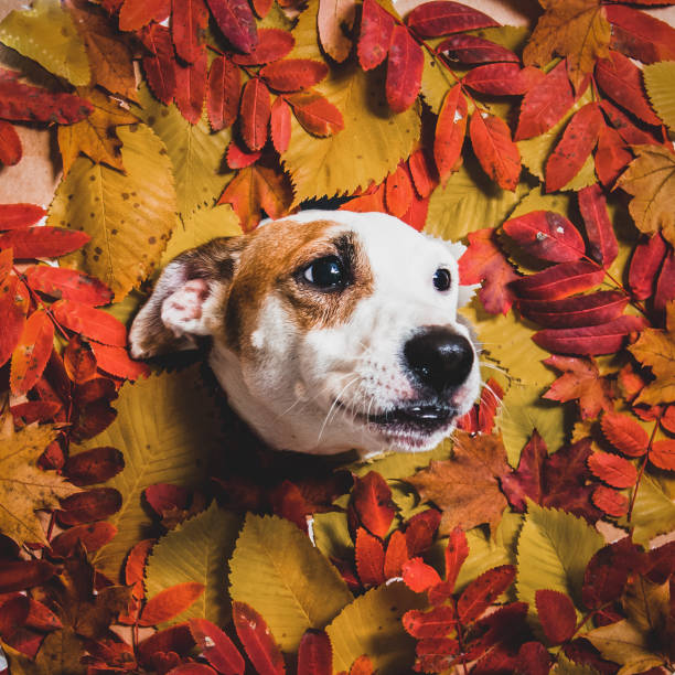 istock Jack Russell on an autumn background 1345787398