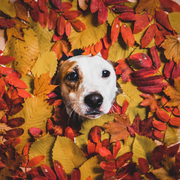 istock Jack Russell on an autumn background 1345787418