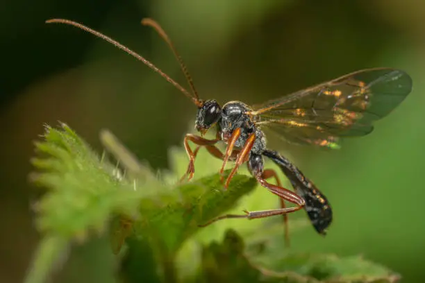 A Pimplinae from the Ichneumonidae family sits on a green leaf