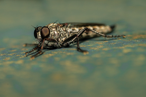 Lucilia Caesar front view. Extreme macro.