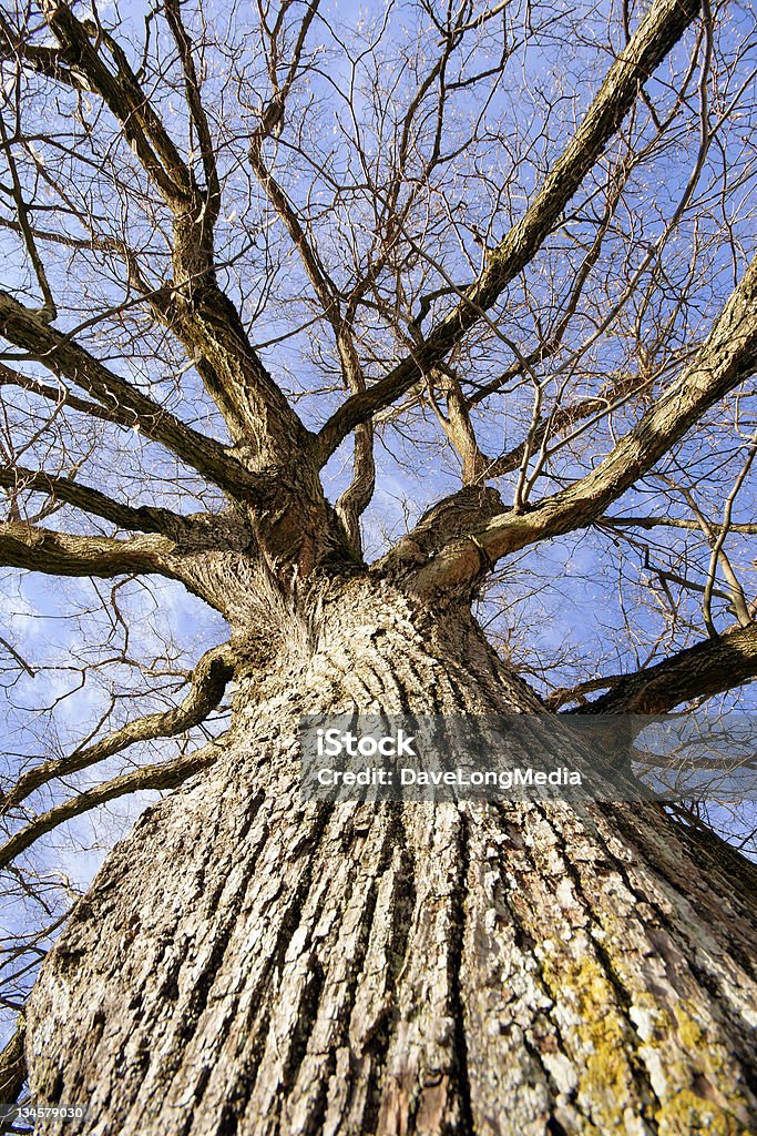 Grand Oak - Photo de Arbre libre de droits