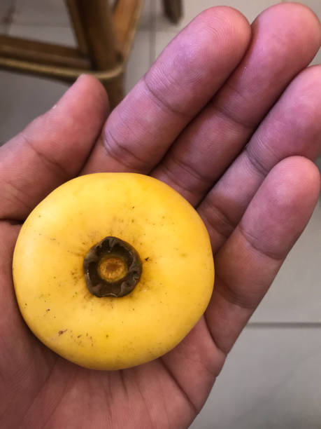 istock The yellow fruit inside hand. The Khmer fruit called Chan. 1345794980
