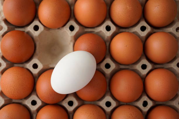 eier im karton. verschiedene echte weiße eier unter braun. essen, ernährung, protein, unterschied, wahlabstraktion oder minimalismus-konzept. - animal egg eggs food white stock-fotos und bilder