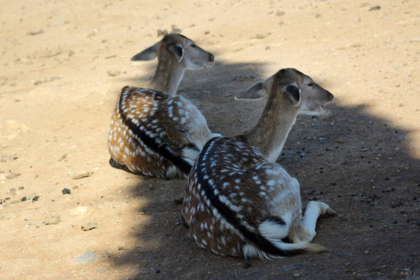 Couple of cute deers avoiding the hot sun during a summer day in the zoo