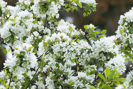 Plumleaf crab apple, Malus prunifolia with lots of white blossoms on a spring day in an European garden.