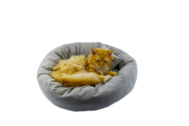 istock Ginger cat lying in comfortable pet bed isolated on white background 1345795961